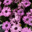 Osteospermum Tradewinds Light Purple 1L Pot