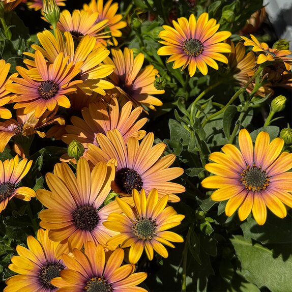 Osteospermum Tradewinds Sunset 1L Pot