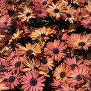 Osteospermum Tradewinds Terracotta 1L Pot