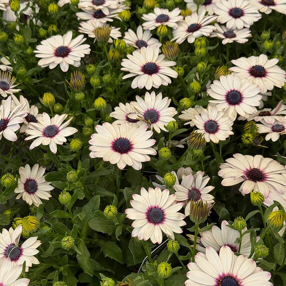 Osteospermum Tradewinds White 1L Pot