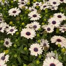 Osteospermum Tradewinds White 1L Pot