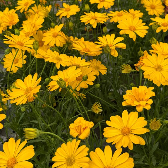 Osteospermum Tradewinds Yellow 1L Pot