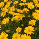 Osteospermum Tradewinds Yellow 1L Pot