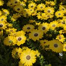 Osteospermum Tradewinds Yellow Bicolour 1L Pot