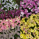 Osteospermum varieties