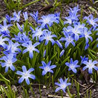 Other Spring Bulbs