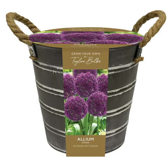 Outdoor Allium Zinc Bucket