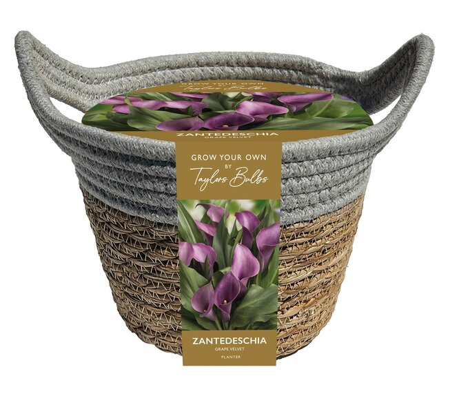 Outdoor Zantedeschia Basket