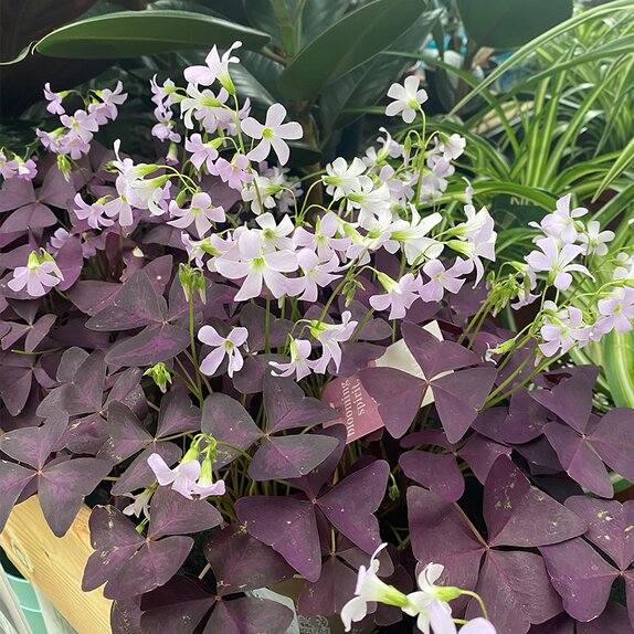 Oxalis triangularis 'Mijke'