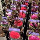 Paeonia Inspecteur Lavergne