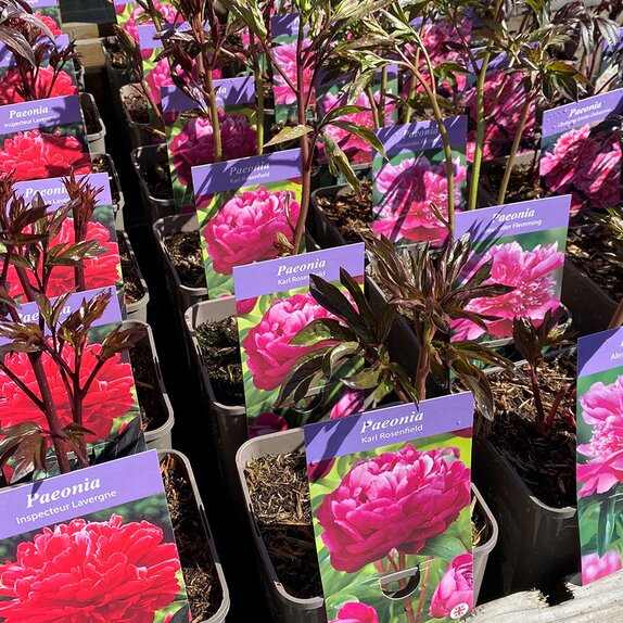 Paeonia Karl Rosenfield