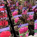 Paeonia Karl Rosenfield