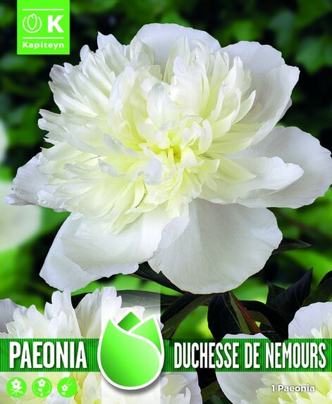 Paeonia (Peony) Duchesse De Nemours