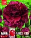 Paeonia (Peony) Francoise Ortegat