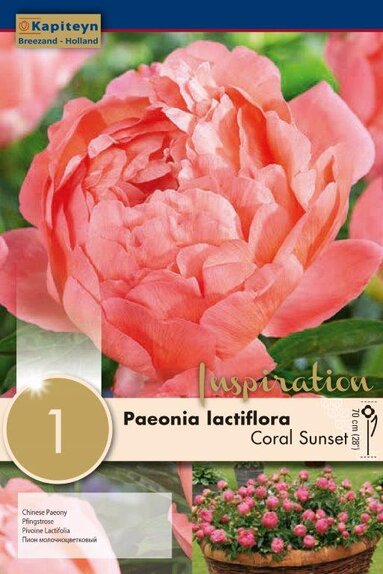 Paeonia (Peony) Lactiflora Coral Sunset