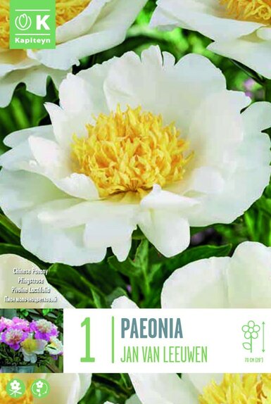 Paeonia (Peony) Lactiflora Jan Van Leeuwen
