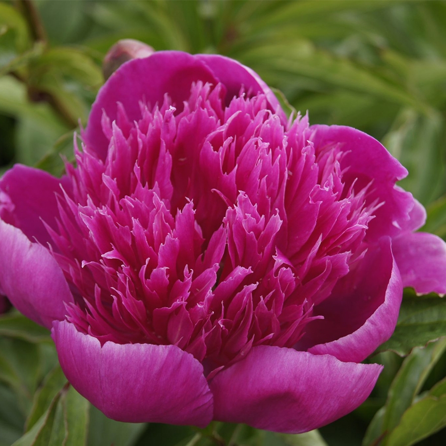 Paeonia (Peony) Purple Spider Knights Garden Centres