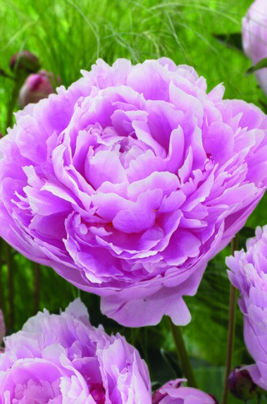 Paeonia (Peony) Sarah Bernardt Giant Loose Bulb - image 2