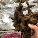 Paeonia (Peony) Sarah Bernardt Giant Loose Bulb