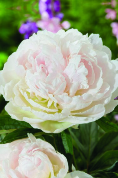 Paeonia (Peony) Shirley Temple Giant loose Bulb