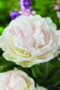 Paeonia (Peony) Shirley Temple Giant loose Bulb