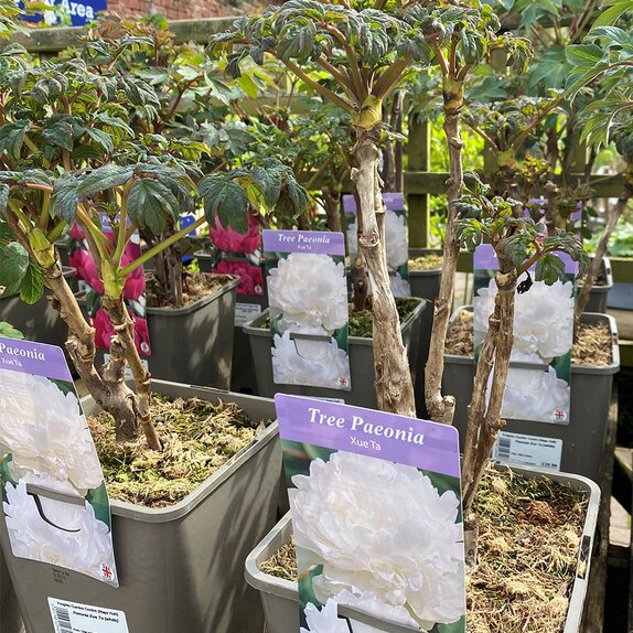 Paeonia Xue Ta (Tree Peony)