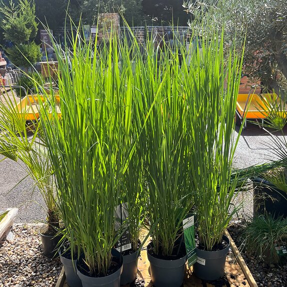 Panicum virg. Northwind