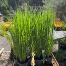 Panicum virg. Northwind