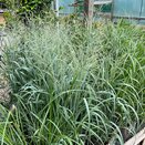 Panicum virgatum 'Niagara Falls'