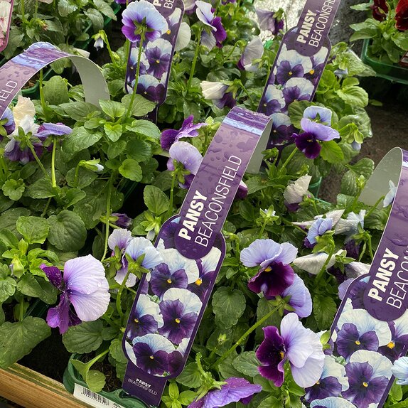 Pansy Beaconsfield 6 pack