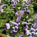 Pansy Beaconsfield 6 pack