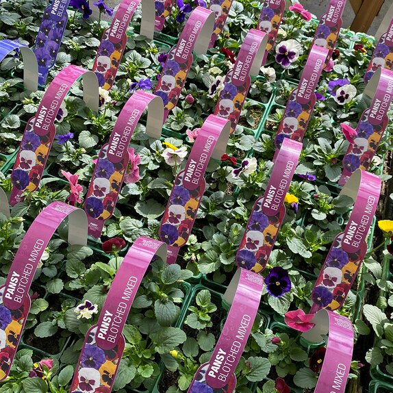 Pansy Blotched Mixed 6 pack