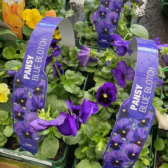 Pansy Blue Blotch 6 pack