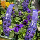 Pansy Blue Blotch 6 pack