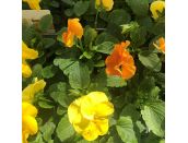 Pansy Citrus Mixed 6 pack
