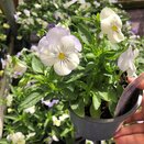 Pansy Coolwave Trailing Frost 1 litre pot