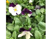 Pansy Coolwave Trailing Violet Wing 1 litre pot