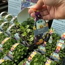 Pansy Frizzle Sizzle Mix 20 pack