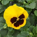 Pansy Gold Blotch 6 pack
