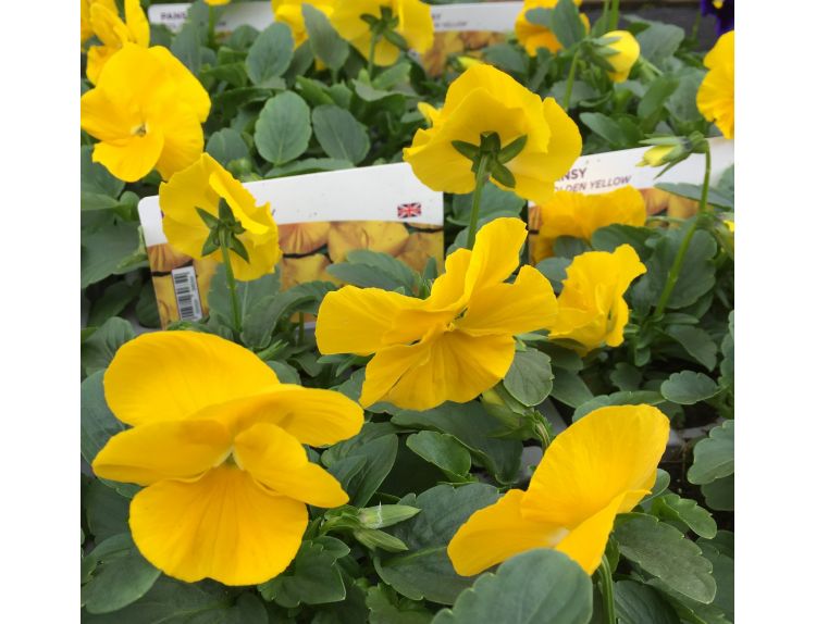 Pansy Golden Yellow 6 Pack