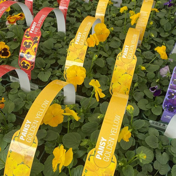 Pansy Golden Yellow 6 Pack