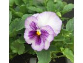 Pansy Lavender Surprise 6 Pack - image 2