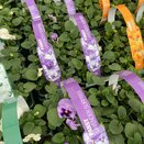 Pansy Lavender Surprise 6 Pack