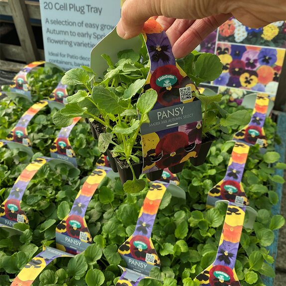 Pansy Matrix Mix Autumn Mix 20 pack