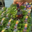 Pansy Matrix Mix Autumn Mix 20 pack