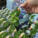 Pansy Matrix Mix Ocean Breeze 20 pack