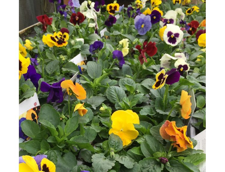 Pansy Mixed 6 Pack