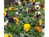 Pansy Mixed 6 Pack