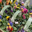 Pansy Mixed 6 Pack