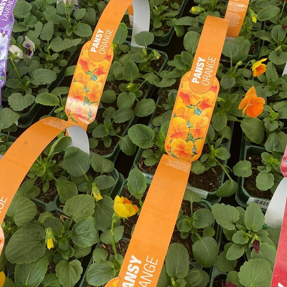 Pansy Orange 6 pack